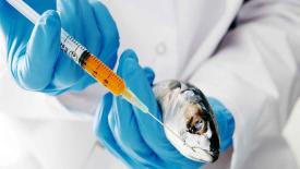 На Кубани создают вакцину от опасной болезни аквакультурной рыбы